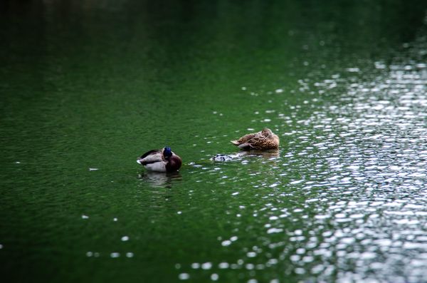 Photograph by Albert Youssef — aesthetics