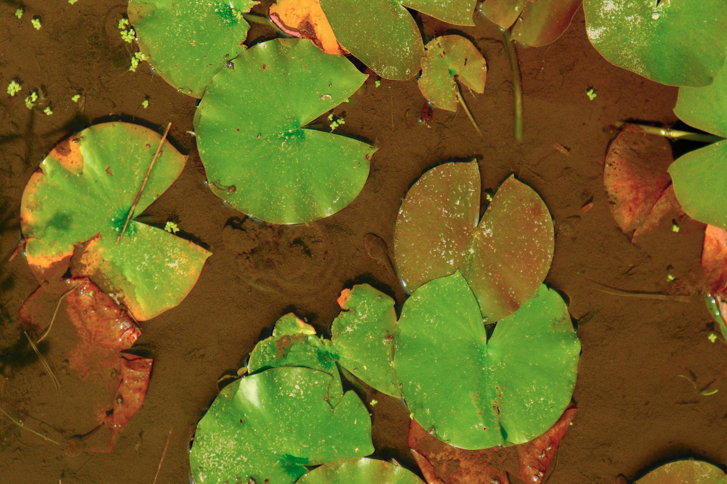 Photograph by Albert Youssef — hero